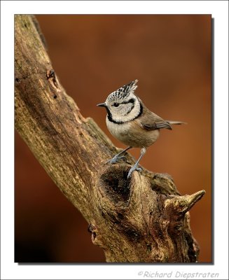 Kuifmees - Parus cristatus - Crested Tit