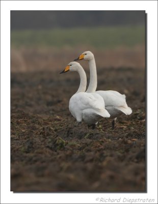 Wilde Zwaan - Cygnus cygnus - Whooper Swan