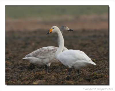 Wilde Zwaan - Cygnus cygnus - Whooper Swan