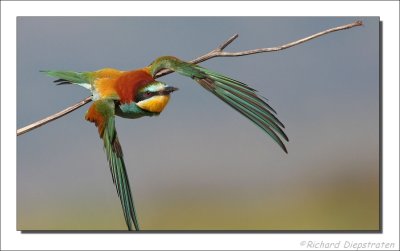 Bijeneter    -    Bee-eater