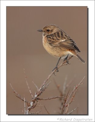 Roodborsttapuit - Saxicola torquata - Stonechat