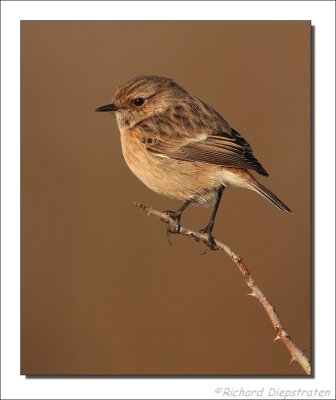 Roodborsttapuit - Saxicola torquata - Stonechat