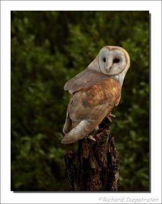 Kerkuil - Tyto alba - Barn Owl