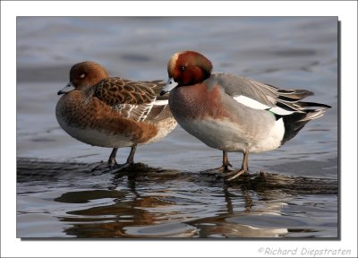 Smient    -    Wigeon