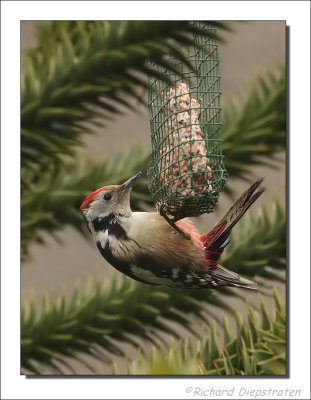 Middelste Bonte Specht - Dendrocopos medius - Middle Spotted Woodpecker