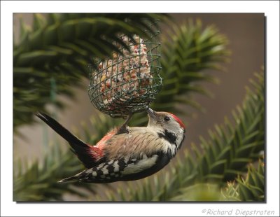 Middelste Bonte Specht - Dendrocopos medius - Middle Spotted Woodpecker