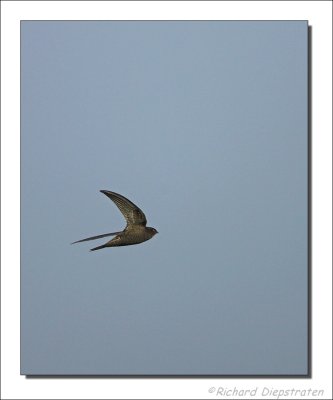 Gierzwaluw    -    Swift