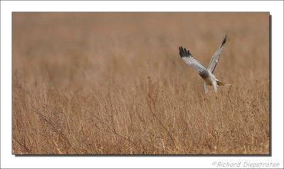 Blauwe Kiekendief  - Circus cyaneus - Hen Herrier