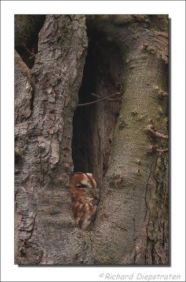 Bosuil    -    Tawny Owl