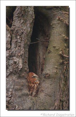 Bosuil - Strix aluco - Tawny Owl
