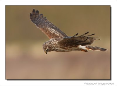 Blauwe Kiekendief  - Circus cyaneus - Hen Herrier