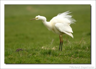 Grote Zilverreiger - Egretta alba - Great Egret