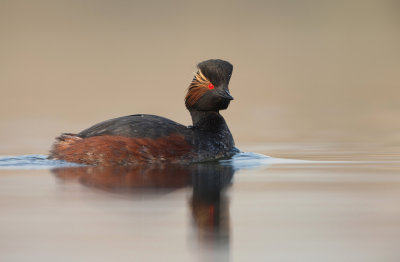 Geoorde Fuut - Podiceps nigricollis - Black-necked Grebe