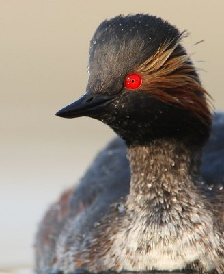 Geoorde Fuut - Podiceps nigricollis - Black-necked Grebe