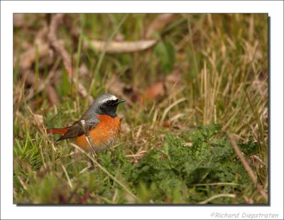 Gekraagde Roodstaart - Phoenicurus phoenicurus - Redstart