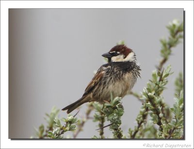 Spaanse Mus - Passer hispaniolensis - Spanish Sparrow