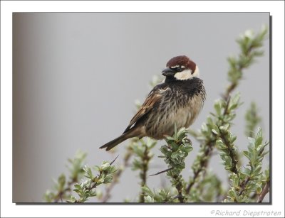 Spaanse Mus - Passer hispaniolensis - Spanish Sparrow