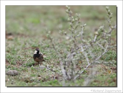 Spaanse Mus - Passer hispaniolensis - Spanish Sparrow