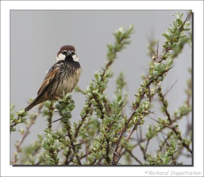 Spaanse Mus - Passer hispaniolensis - Spanish Sparrow