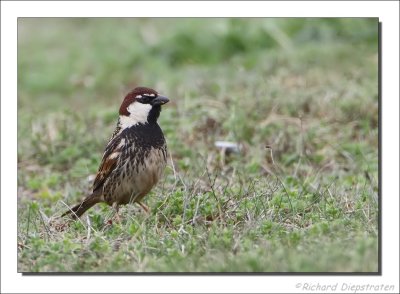 Spaanse Mus - Passer hispaniolensis - Spanish Sparrow