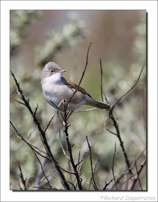 Grasmus - Sylvia communis - Whitethroat