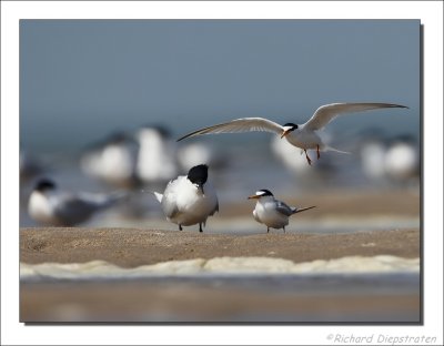 Dwergstern - Sterna albifrons - Little Tern