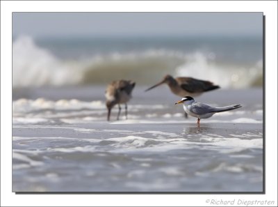 Dwergstern - Sterna albifrons - Little Tern