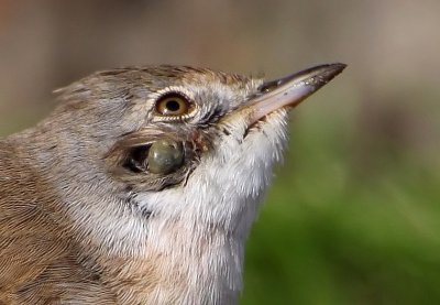 Whitethroat with Tick