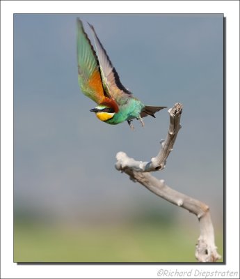 Bijeneter - Merops apiaster - Bee-eater