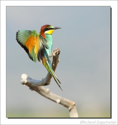 Bijeneter - Merops apiaster - Bee-eater