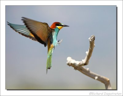 Bijeneter - Merops apiaster - Bee-eater
