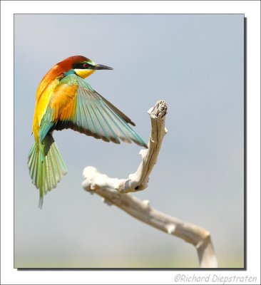 Bijeneter - Merops apiaster - Bee-eater