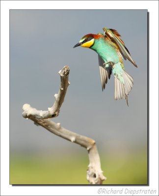 Bijeneter - Merops apiaster - Bee-eater