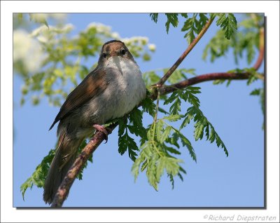 Cetti's Zanger - Cettia cetti - Cettis Warbler