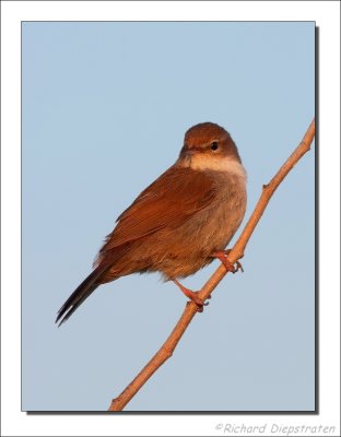 Cetti's Zanger - Cettia cetti - Cettis Warbler