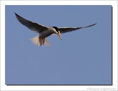 Dwergstern    -    Little Tern
