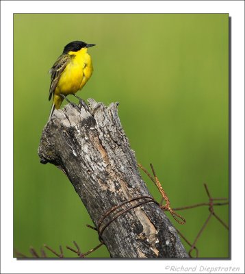 Balkankwikstaart - Motacilla feldegg - Black-headed Wagtail