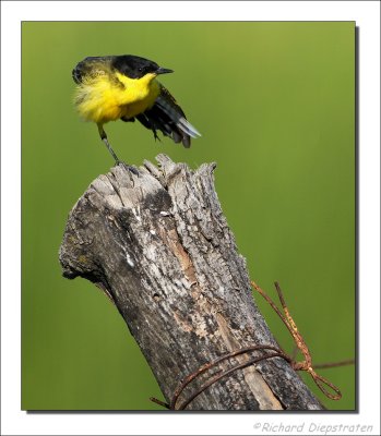 Balkankwikstaart - Motacilla feldegg - Black-headed Wagtail