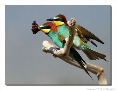 Bijeneter - Merops apiaster - Bee-eater