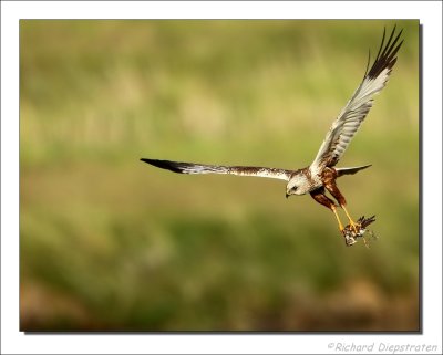 Bruine Kiekendief - Circus aeruginosus - Marsh Harrier