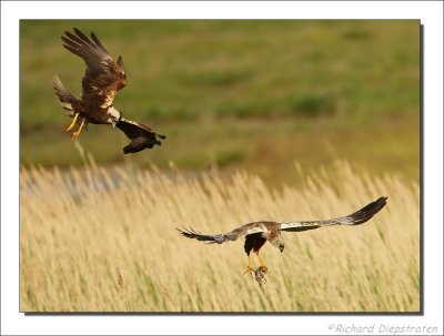 Bruine Kiekendief - Circus aeruginosus - Marsh Harrier