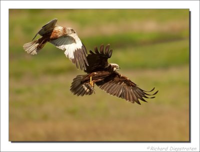 Bruine Kiekendief - Circus aeruginosus - Marsh Harrier