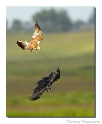 Bruine Kiekendief - Circus aeruginosus - Marsh Harrier