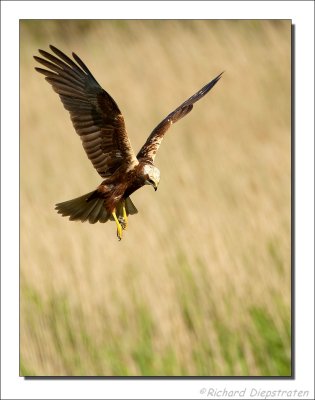 Bruine Kiekendief - Circus aeruginosus - Marsh Harrier