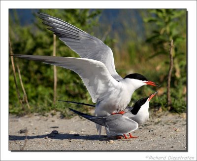 Visdiefje - Sterna hirundo - Common Tern