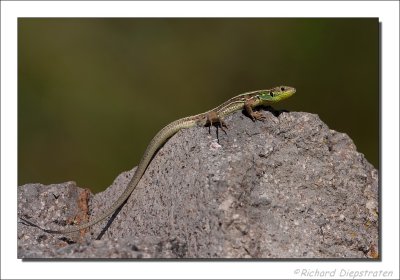 Reuzensmaragdhagedis    -    Balkan green lizard