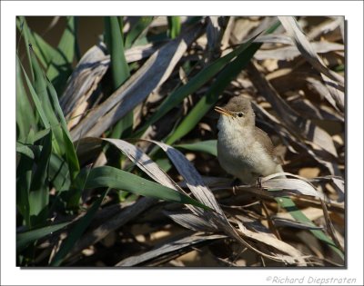 Bosrietzanger - Acrocephalus palustris - Marsh Warbler