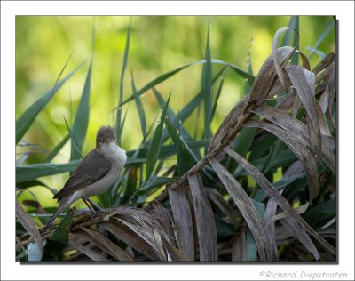 Bosrietzanger - Acrocephalus palustris - Marsh Warbler