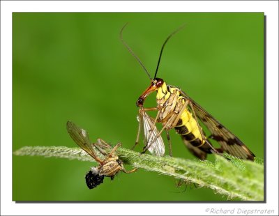 Schorpioenvlieg - Panorpa communis - Scorpion Fly