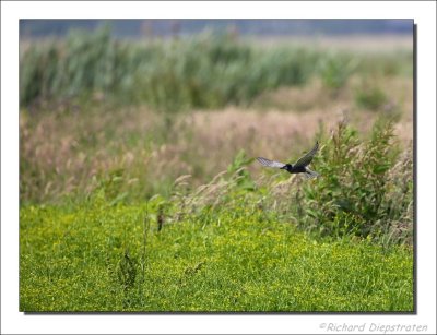 Zwarte Stern - Chlidonias niger - Black Tern